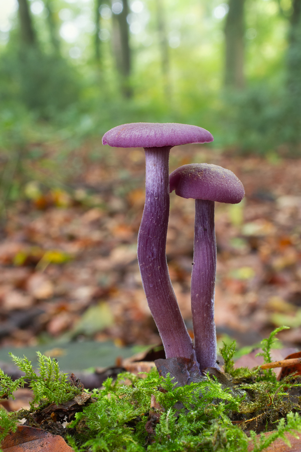 Amethyst Deceiver 7